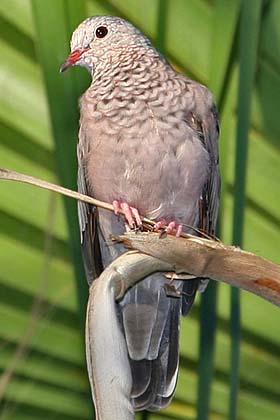 Common Ground-dove Image @ Kiwifoto.com