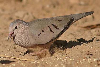 Common Ground-dove Image @ Kiwifoto.com