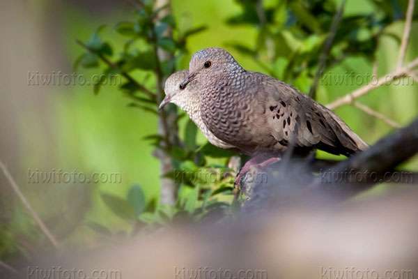 Common Ground-dove Picture @ Kiwifoto.com