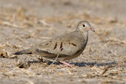 Common Ground-dove Picture @ Kiwifoto.com