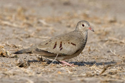 Common Ground-dove Image @ Kiwifoto.com