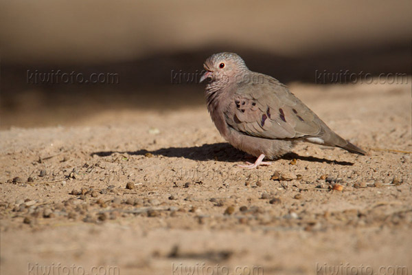 Common Ground-dove Photo @ Kiwifoto.com