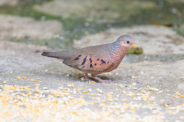 Common Ground-dove Photo @ Kiwifoto.com