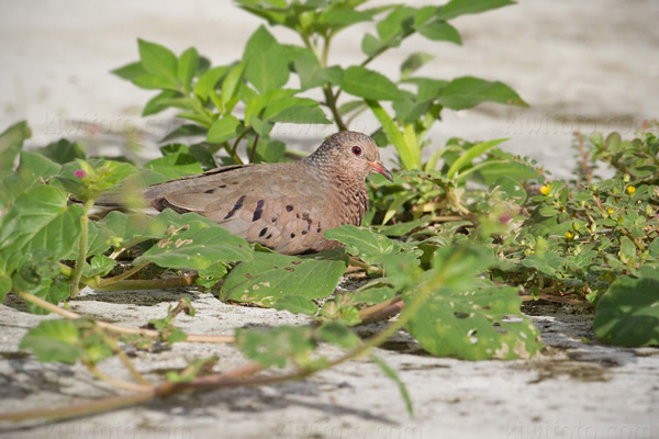 Common Ground-dove Picture @ Kiwifoto.com