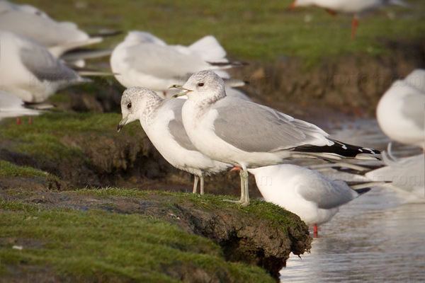 Common Gull Picture @ Kiwifoto.com