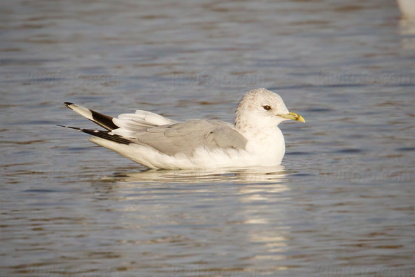 Short-billed Gull (Common Gull)