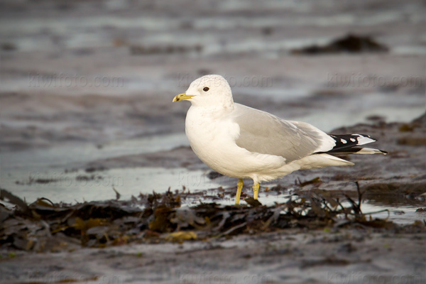 Short-billed Gull (Common Gull)