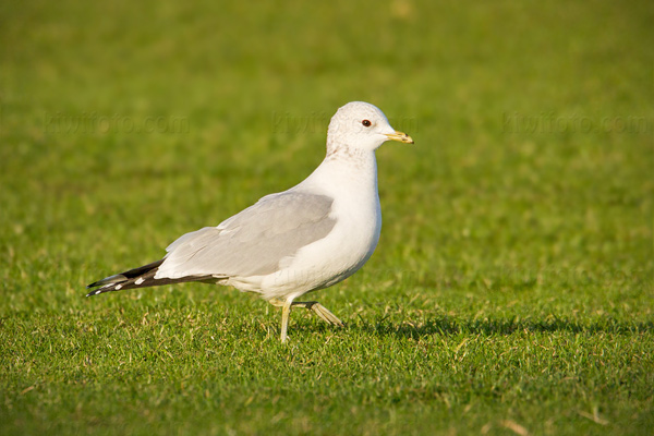 Common Gull Picture @ Kiwifoto.com