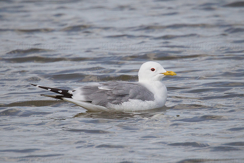 Common Gull Image @ Kiwifoto.com