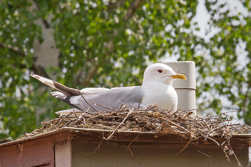 Common Gull @ Björko, Stockholms län, Sweden