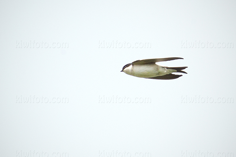 Common House-Martin Photo @ Kiwifoto.com