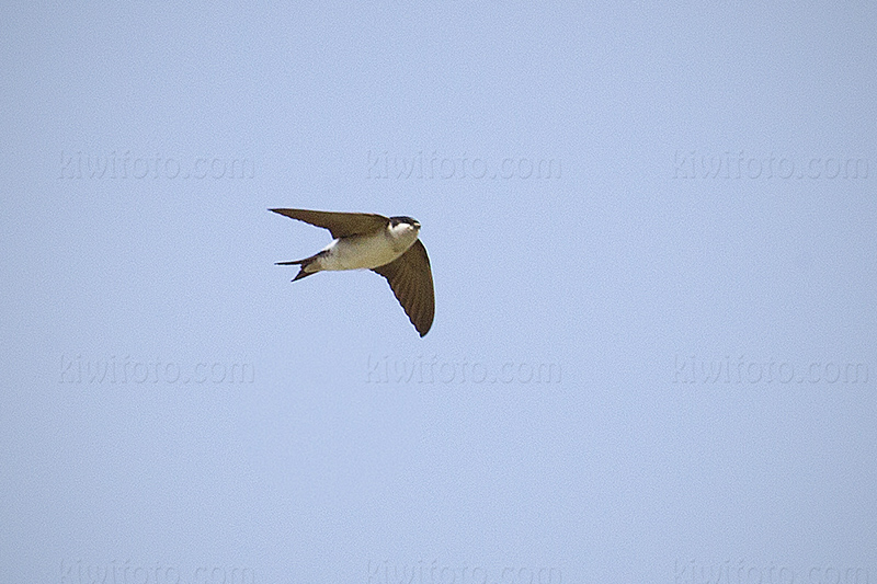 Common House-Martin @ Oostvaardersplassen, Flevoland, Netherlands