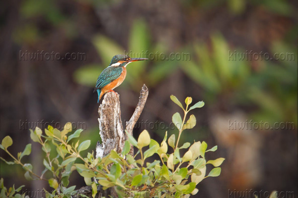 Common Kingfisher