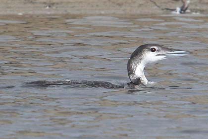 Common Loon Photo @ Kiwifoto.com