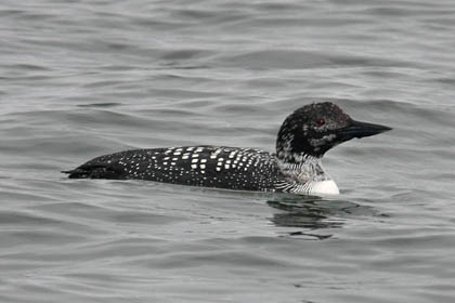 Common Loon Image @ Kiwifoto.com