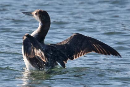 Common Loon Image @ Kiwifoto.com