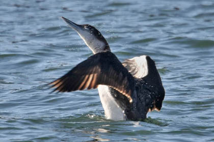 Common Loon Image @ Kiwifoto.com