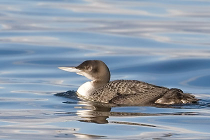 Common Loon Image @ Kiwifoto.com