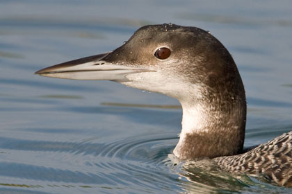 Common Loon Photo @ Kiwifoto.com