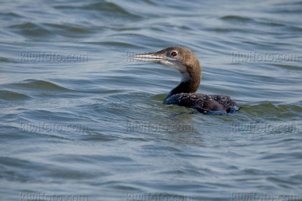 Common Loon Picture @ Kiwifoto.com