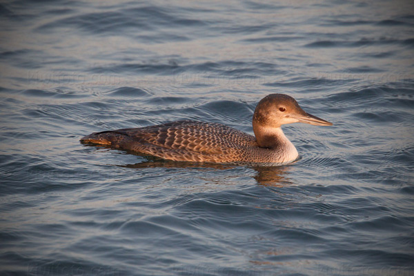 Common Loon Photo @ Kiwifoto.com