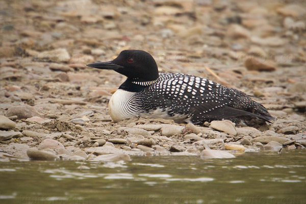 Common Loon Image @ Kiwifoto.com