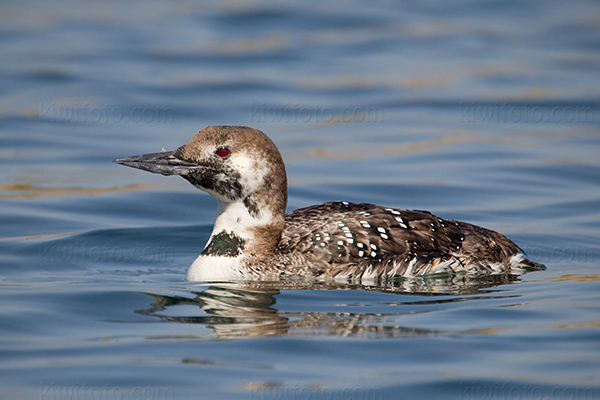 Common Loon Picture @ Kiwifoto.com