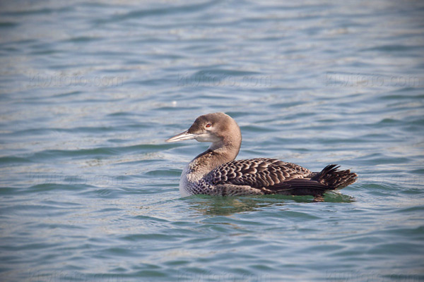 Common Loon Image @ Kiwifoto.com