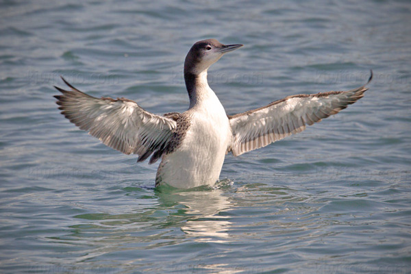 Common Loon Image @ Kiwifoto.com