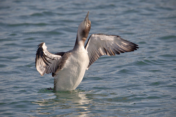 Common Loon Image @ Kiwifoto.com