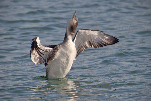 Common Loon Photo @ Kiwifoto.com