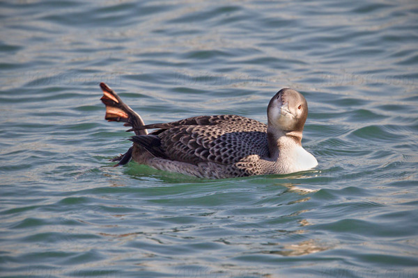 Common Loon Image @ Kiwifoto.com