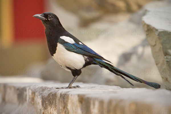 Common Magpie Image @ Kiwifoto.com