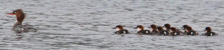 Common Merganser Image @ Kiwifoto.com