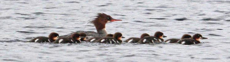 Common Merganser Picture @ Kiwifoto.com