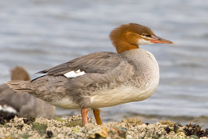 Common Merganser Picture @ Kiwifoto.com