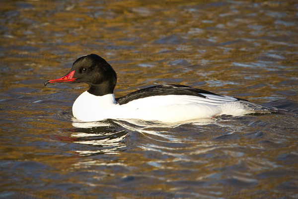 Common Merganser Picture @ Kiwifoto.com