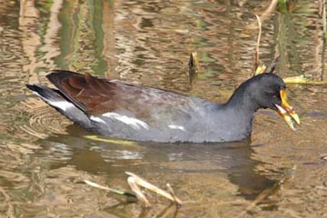 Common Moorhen Photo @ Kiwifoto.com