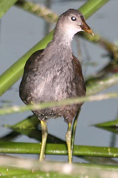 Common Moorhen Photo @ Kiwifoto.com