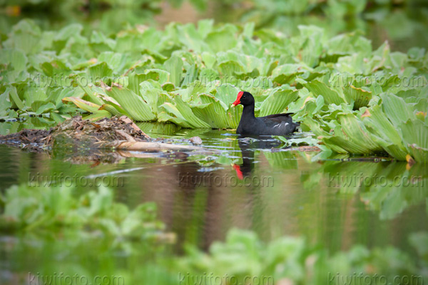 Common Moorhen Image @ Kiwifoto.com