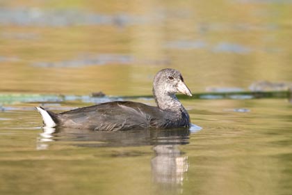 Common Moorhen Photo @ Kiwifoto.com