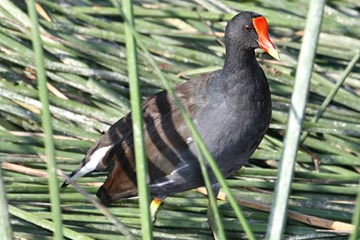 Common Moorhen Image @ Kiwifoto.com