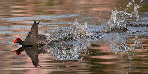 Common Moorhen Image @ Kiwifoto.com