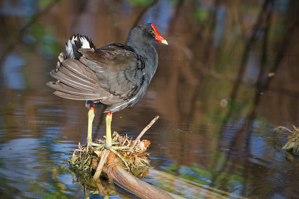 Common Moorhen