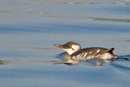 Common Murre Photo @ Kiwifoto.com