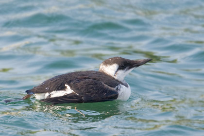 Common Murre Picture @ Kiwifoto.com