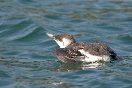 Common Murre Image @ Kiwifoto.com