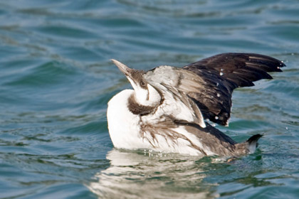 Common Murre Image @ Kiwifoto.com