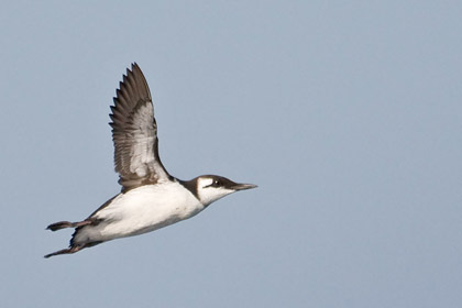 Common Murre Photo @ Kiwifoto.com