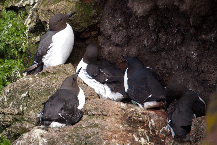 Common Murre